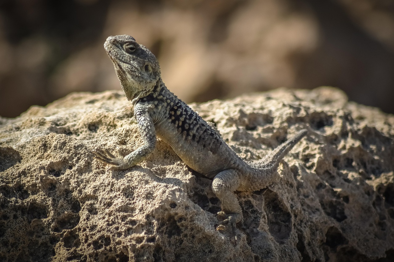 découvrez le monde fascinant des adaptations, où la nature et la culture s'unissent pour façonner les organismes et les récits. explorez les mécanismes biologiques qui permettent aux espèces de s'adapter à leur environnement ainsi que les réinterprétations artistiques et littéraires qui donnent vie à des histoires classiques sous de nouvelles formes.